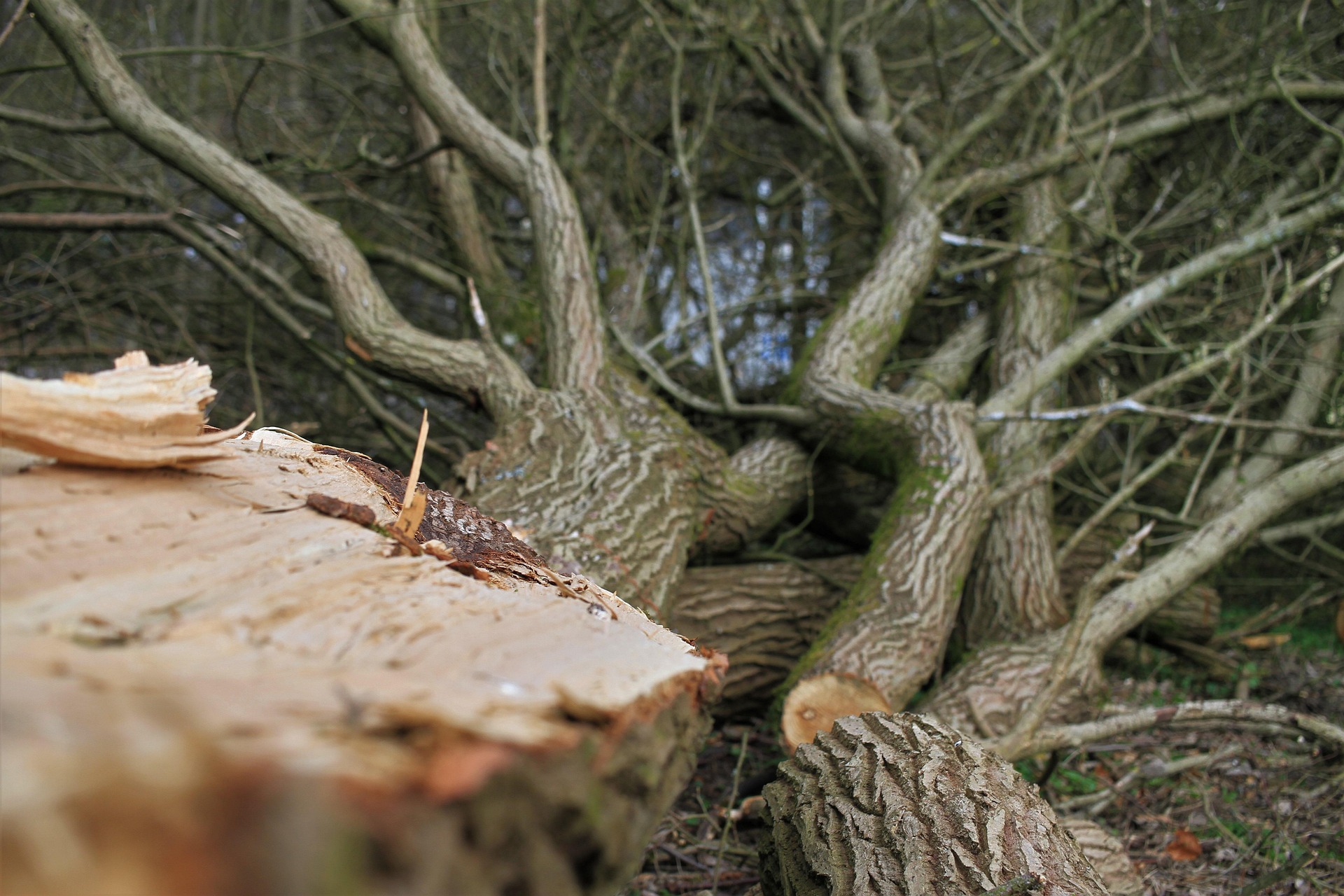 Signs of tree health problems